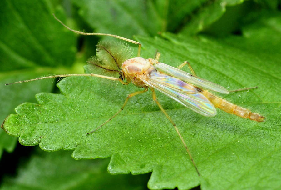 Chironomidae?